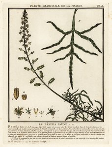 Mignonette amarilla, Reseda lutea. de Unbekannter Künstler