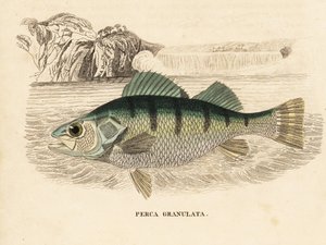Perca amarilla, Perca flavescens (Perca granulata). Grabado en acero coloreado a mano de la Galería de Historia Natural de Georg Friedrich Treitschke, Naturhistorischer Bildersaal des Thierreiches, Liepzig-1842.