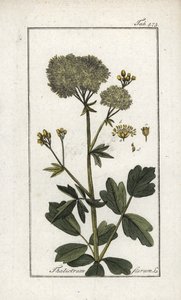 Pigamón amarillo (Thalictrum flavum). Litografía de "Afbeelding der Artseny-Gewassen" de Johannes Zorn (1739-1799), Países Bajos. de Unbekannter Künstler