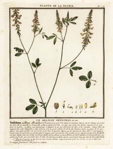 Trébol de olor amarillo, meliloto amarillo, meliloto acanalado, Melilotus m de Unbekannter Künstler
