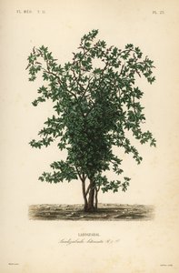 Árbol de fruta zabala o coguil, Lardizabala biternata, Lardizabal de Unbekannt