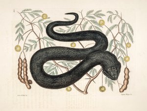 Ilustración del zoo/Vipera nigra/Víbora negra de Unbekannter Künstler