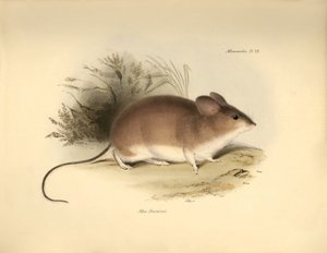 Zoología: El "Mud Darwinii" o ratón descrito por Charles Darwin durante su viaje de exploración a bordo del Beagle. Lámina de "The Zoology of the voyage of H.M.S. Beagle under the command of Captain Fitzroy during the years 1832 to 1836 edited and sup