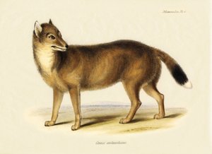 Zoología: Zorro de las Malvinas (Canis antarticus) observado por Charles Darwin (1809-1882) en su viaje a bordo del Beagle. Lámina de "The Zoology of the Voyage of H.M.S. Beagle Under the Command of Captain Fitzroy, R.N., during the Years 1832 to 1836".