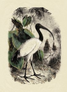 Zoología: Ibis Sacre (Threskiornis aethiopicus), grabado del siglo XIX