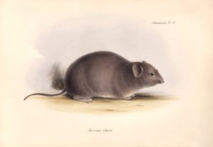 Zoología: El "Arocoma Cuvieri" o Abocoma de Cuvier descrito por Charles Darwin durante su viaje de exploración a bordo del Beagle. Lámina de "The Zoology of the voyage of H.M.S. Beagle under the command of Captain Fitzroy during the years 1832 to 1836 edit