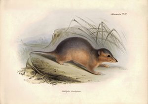 Zoología: El "Didelphis brachiura" de la familia de las zarigüeyas descrito por Charles Darwin durante su viaje de exploración a bordo del Beagle. Lámina de "The Zoology of the voyage of H.M.S. Beagle under the command of Captain Fitzroy during the years 1