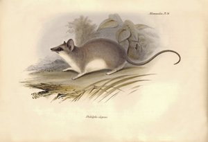 Zoología: El "Didelphis elegans" de la familia de las zarigüeyas descrito por Charles Darwin durante su viaje de exploración a bordo del Beagle. Lámina de "The Zoology of the voyage of H.M.S. Beagle under the command of Captain Fitzroy during the years 183
