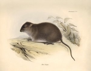Zoología: El "Mus fuscipes" o roedor de la costa australiana descrito por Charles Darwin durante su viaje de exploración a bordo del Beagle. Lámina de "The Zoology of the voyage of H.M.S. Beagle under the command of Captain Fitzroy during the years 1832 to