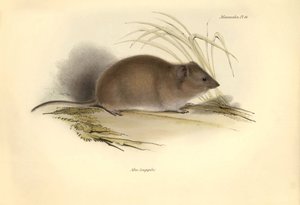 Zoología: El "Mus longipilis" (de la familia de las ratas de campo) descrito por Charles Darwin durante su viaje de exploración a bordo del Beagle. Lámina de "The Zoology of the voyage of H.M.S. Beagle under the command of Captain Fitzroy during the years 