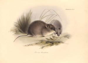 Zoología: El "Reithrodon Chinchilloides" o Chinchilla de la Patagonia descrito por Charles Darwin durante su viaje de exploración a bordo del Beagle. Lámina de "The Zoology of the voyage of H.M.S. Beagle under the command of Captain Fitzroy during the year
