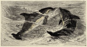 Zoología: delfines (delphinus delphis) descritos e ilustrados por Carlo Vogt y Federico Specht en "Natural history illustree: mammals" 1884 de Unbekannter Künstler