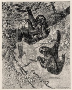 Zoología: perezoso (Ai - Bradypus tridactylus) descrito e ilustrado por Carlo Vogt y Federico Specht en "Illustree Natural History: Mamíferos" 1884 de Unbekannter Künstler