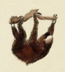 Zoología: perezoso (Bradypus tridactylus)