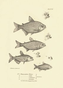 Zoología: representación del pez "Tetragonopterus Abramis, rutilus, scabripinnis, interruptus" descrito por Charles Darwin durante su viaje a bordo del Beagle. Lámina de "The zoology of the voyage of H.M.S. Beagle under the command of Captaain Fitzroy dur de Unbekannter Künstler