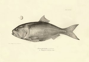 Zoología: representación del pez "Alosa pectinata" descrito por Charles Darwin durante su viaje a bordo del Beagle. Lámina de "The zoology of the voyage of H.M.S. Beagle under the command of Captaain Fitzroy during the years 1832-1836". de Unbekannter Künstler