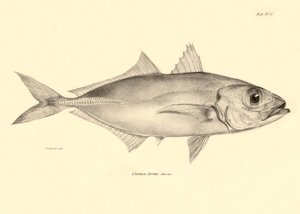 Zoología: representación del pez "Caranx torvus" descrito por Charles Darwin durante su viaje a bordo del Beagle. Lámina de "The zoology of the voyage of H.M.S. Beagle under the command of Captaain Fitzroy during the years 1832-1836". de Unbekannter Künstler