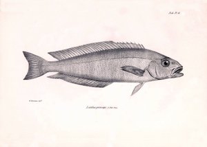 Zoología: representación del pez "Latilus princeps" descrito por Charles Darwin durante su viaje a bordo del Beagle. Lámina de "The zoology of the voyage of H.M.S. Beagle under the command of Captaain Fitzroy during the years 1832-1836". de Unbekannter Künstler