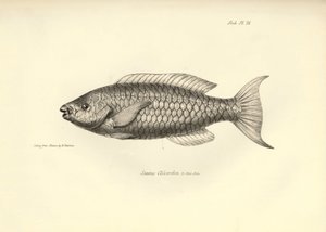 Zoología: representación del pez "Scarus Chlorodon" descrito por Charles Darwin durante su viaje a bordo del Beagle. Lámina de "The zoology of the voyage of H.M.S. Beagle under the command of Captaain Fitzroy during the years 1832-1836". de Unbekannter Künstler