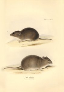 Zoología: el "Mus Renggeri" y el "Mus obscurus" (ratas) descritos por Charles Darwin durante su viaje de exploración a bordo del Beagle. Lámina de "The Zoology of the voyage of H.M.S. Beagle under the command of Captain Fitzroy during the years 1832 to 183