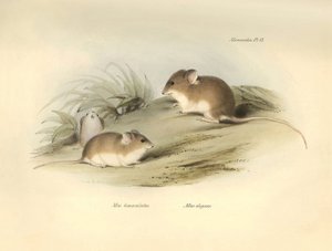 Zoología: el "Mus albimaculatus" y el "Mus elegans" (ratón) descritos por Charles Darwin durante su viaje de exploración a bordo del Beagle. Lámina de "The Zoology of the voyage of H.M.S. Beagle under the command of Captain Fitzroy during the years 1832 to