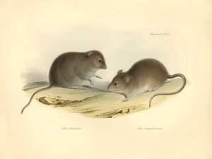Zoología: los "Mus brachiotis" y Mus "Magellanicus" (ratas) descritos por Charles Darwin durante su viaje de exploración a bordo del Beagle. Lámina de "The Zoology of the voyage of H.M.S. Beagle under the command of Captain Fitzroy during the years 1832 to de Unbekannter Künstler