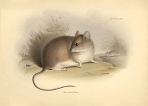 Zoología: el "Mus griseoflavus" o ratón de hoja descrito por Charles Darwin durante su viaje de exploración a bordo del Beagle. Lámina de "The Zoology of the voyage of H.M.S. Beagle under the command of Captain Fitzroy during the years 1832 to 1836 edited 