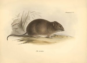 Zoología: el "Mus micropus" o ratón de orejas grandes descrito por Charles Darwin durante su viaje de exploración a bordo del Beagle. Lámina de "The Zoology of the voyage of H.M.S. Beagle under the command of Captain Fitzroy during the years 1832 to 1836 e