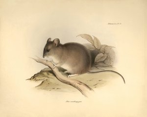 Zoología: el "Mus xanthopygus" o ratón xanthopygus descrito por Charles Darwin durante su viaje de exploración a bordo del Beagle. Lámina de "The Zoology of the voyage of H.M.S. Beagle under the command of Captain Fitzroy during the years 1832 to 1836 e