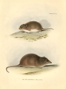 Zoología: el "Mus xanthorhinus" o rata de campo y el "Mus nasutus" descritos por Charles Darwin durante su viaje de exploración a bordo del Beagle. Lámina de "La Zoología del viaje del H.M.S. Beagle bajo el mando del capitán Fitzroy durante los años 1832 t