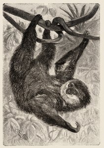 Zoología: unau o perezosa describe e ilustra por Carlo Vogt y Federico Specht en "Natural history illustree: mammals" 1884 de Unbekannter Künstler