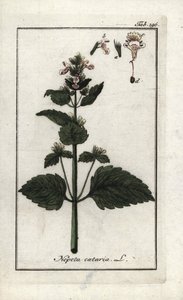 Cataria o menta de gato (Nepeta cataria). Litografía de "Afbeelding der Artseny-Gewassen" de Johannes Zorn (1739-1799), Países Bajos. de Unbekannter Künstler