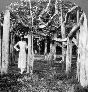 Entre las raíces de un árbol de banyan, Calcuta, India, 1900s