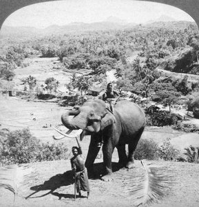 Un elefante y su cuidador, Sri Lanka, 1902 de Underwood and Underwood