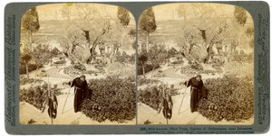 Antiguos olivos en el Jardín de Getsemaní, cerca de Jerusalén, Palestina, 1905 de Underwood and Underwood