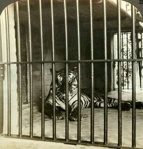 Tigre devorador de hombres capturado, culpado de 200 muertes, Calcuta, India, c. 1903