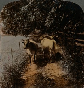 Vacas volviendo a casa por el camino a la hora de ordeñar, c1900 de Underwood and Underwood