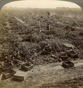 Secado de pasas, Fresno, Valle de San Joaquín, California, EE.UU. de Underwood and Underwood