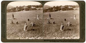 Recogiendo cizaña del trigo en los campos pedregosos de Betel Baytin, Palestina, 1900 de Underwood and Underwood