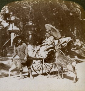 Niña alimentando ciervos sagrados en su camino a las oraciones, terrenos del Templo Kasuga, Nara, Japón, 1904