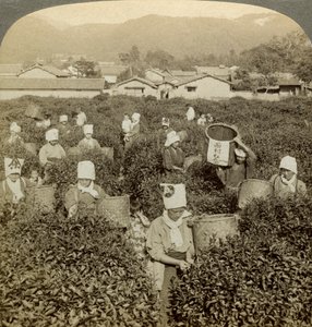 Niñas recogiendo té, Uji, Japón de Underwood and Underwood