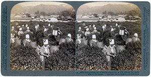 Niñas recogiendo té en la famosa plantación de Uji, Japón, 1904 de Underwood and Underwood