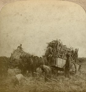 Cargando caña, plantación de azúcar, Luisiana, EE.UU. de Underwood and Underwood