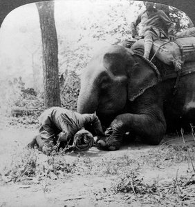 Mahout quitando una espina del pie de un elefante, caza de tigres en Behar, India, c. 1900s de Underwood and Underwood