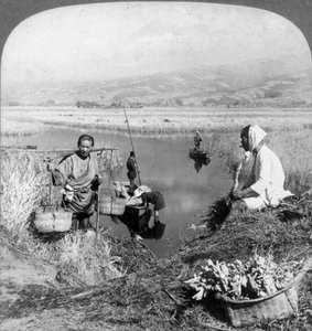 Hombres recogiendo juncos cerca de Suzukawa, Fujiyama, Japón, 1904 de Underwood and Underwood