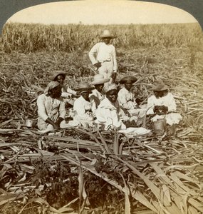 En la plantación de azúcar La Unión, San Luis, Provincia de Santiago, Cuba, 1899 de Underwood and Underwood