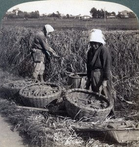 Campesinos cortando mijo, cerca de Yokohama, Japón, 1904 de Underwood and Underwood