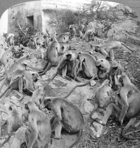 Monos sagrados en Galta, cerca de Jeypore, India, 1904 de Underwood and Underwood