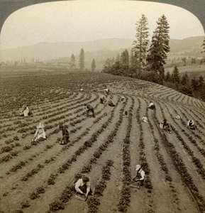 Recolección de fresas, Cedar Creek Farm, Hood River Valley, Oregón, EE.UU. de Underwood and Underwood