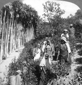 Mujeres tamiles recogiendo té en la finca de Sir Thomas Lipton, Polgahawela, Sri Lanka, 1903 de Underwood and Underwood